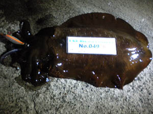 �މʉ摜