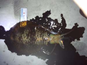 �މʉ摜