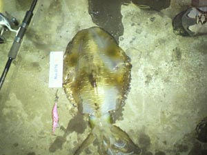 �މʉ摜