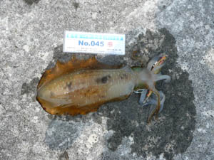 �މʉ摜