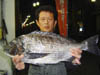 クロダイ釣果